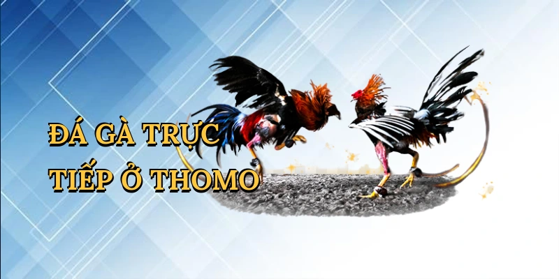 Đá gà trực tiếp ở Thomo