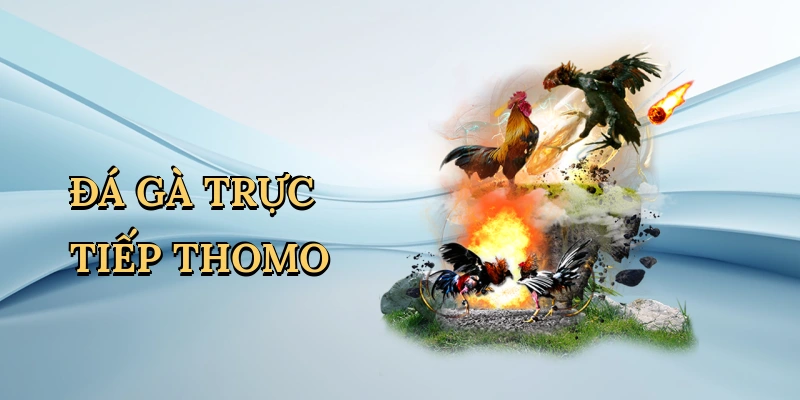 Đá gà trực tiếp Thomo