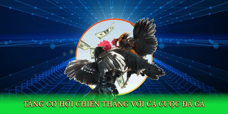 Tăng cơ hội chiến thắng với cá cược đá gà