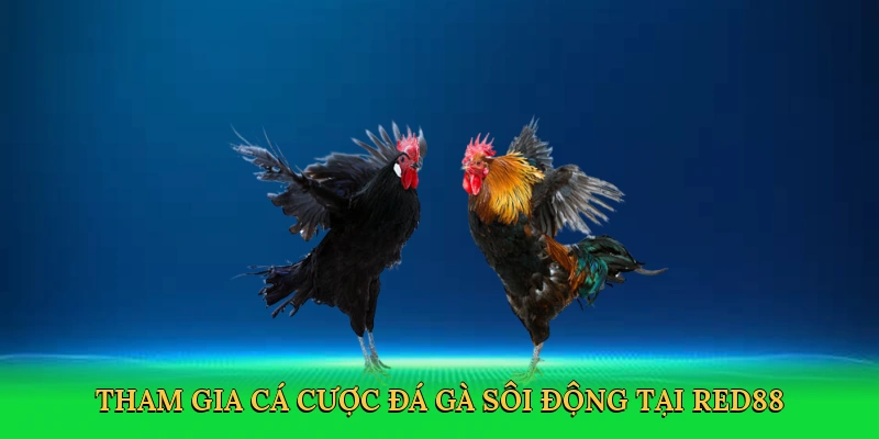 Tham gia cá cược đá gà sôi động tại RED88