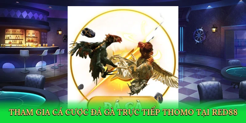 Tham gia cá cược đá gà trực tiếp Thomo tại RED88