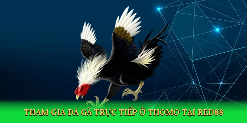 Tham gia đá gà trực tiếp ở Thomo đầy phấn khích tại RED88