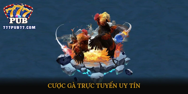 Cược gà trực tuyến uy tín