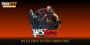 Đá gà trực tuyến Campuchia