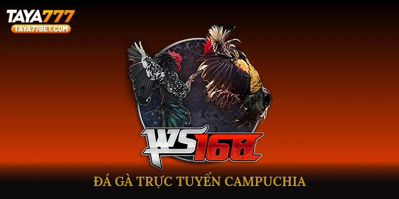Đá gà trực tuyến Campuchia