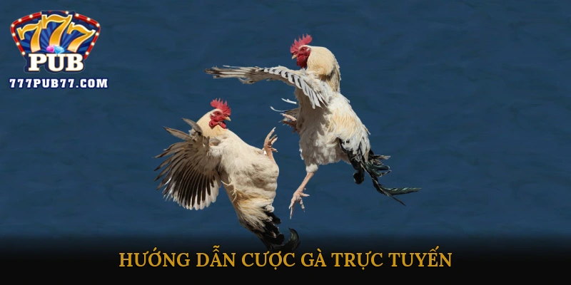 Hướng dẫn cược gà trực tuyến