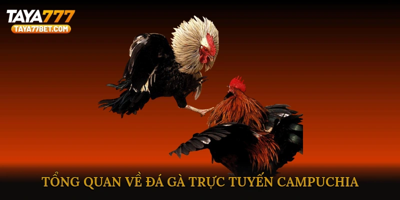 Tổng Quan Về Đá Gà Trực Tuyến Campuchia