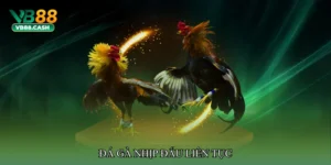 Đá gà nhịp đấu liên tục