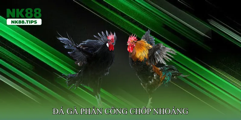 Đá gà phản công chớp nhoáng