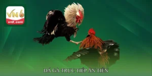 Đá gà trực tiếp ăn tiền