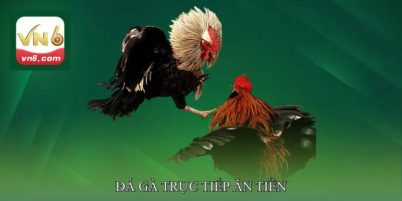 Đá gà trực tiếp ăn tiền