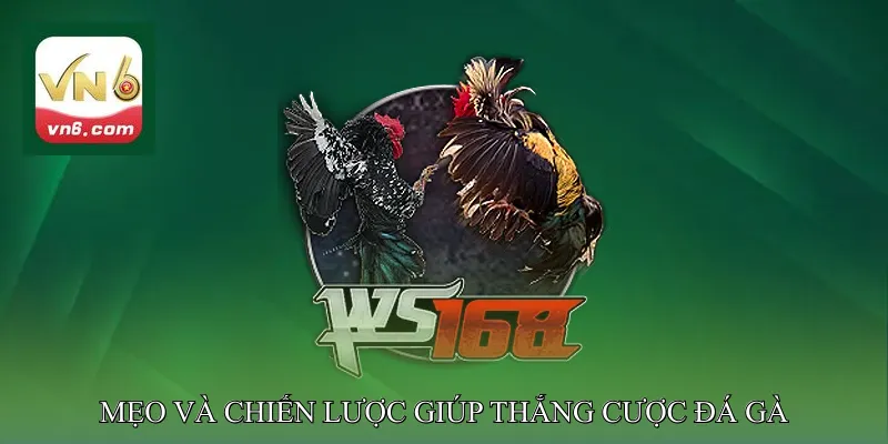 Mẹo và chiến lược giúp thắng cược đá gà