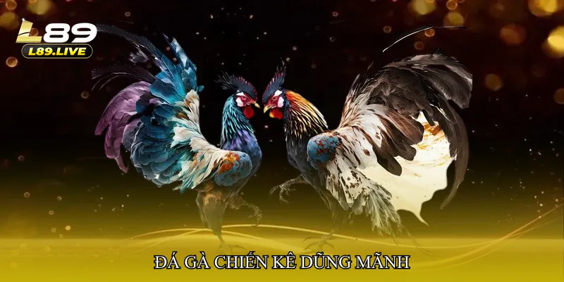 Đá gà chiến kê dũng mãnh