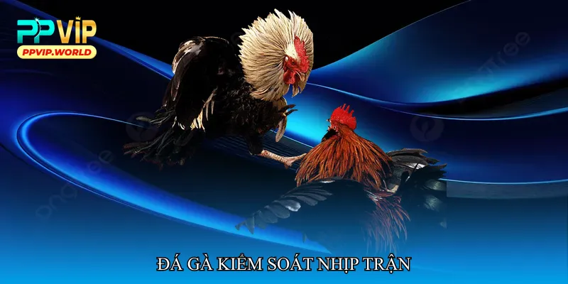 Đá gà kiểm soát nhịp trận