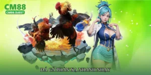 Đá gà phản xạ nhanh nhạy