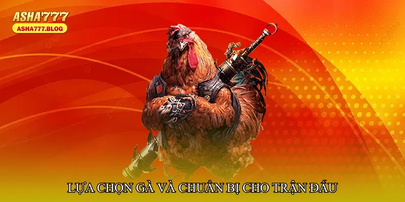 Lựa chọn gà và chuẩn bị cho trận đấu